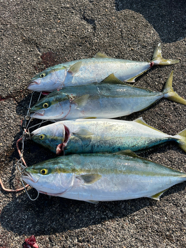 イナダの釣果