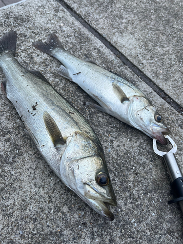 スズキの釣果