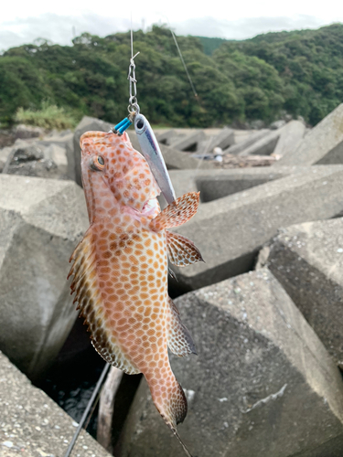 オオモンハタの釣果