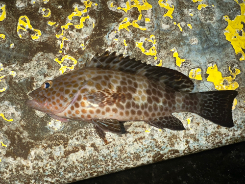 オオモンハタの釣果