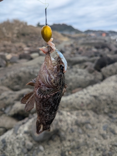 ムラソイの釣果