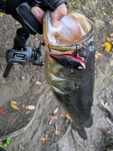 ラージマウスバスの釣果