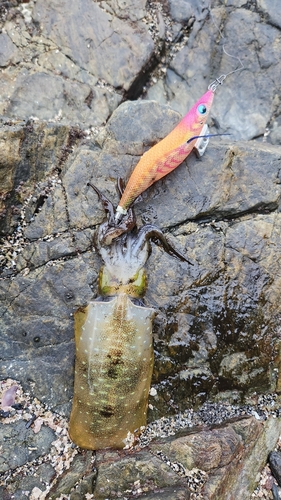 アオリイカの釣果