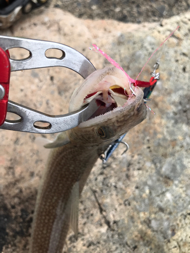 エソの釣果