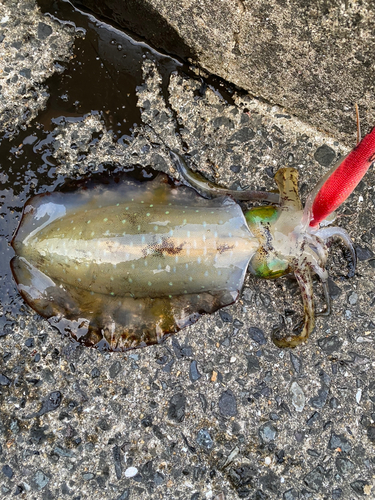 アオリイカの釣果