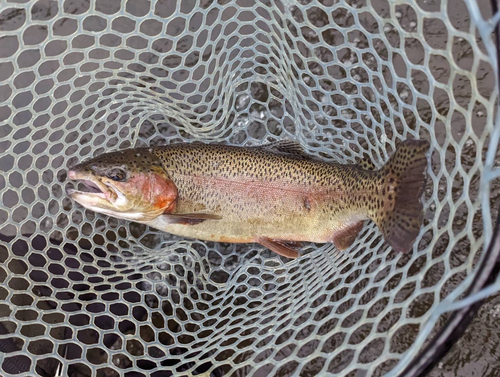 ニジマスの釣果