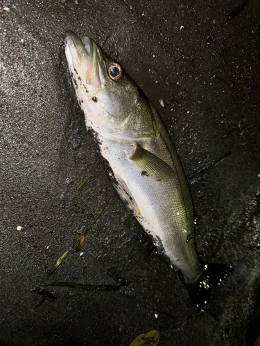 スズキの釣果