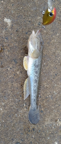 ハゼの釣果