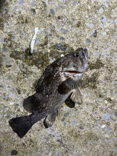 クロソイの釣果