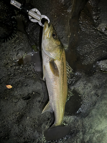 スズキの釣果