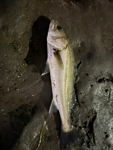 スズキの釣果