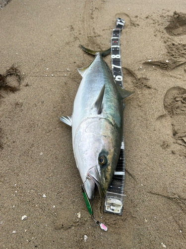 ブリの釣果