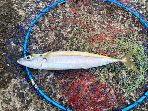 ムロアジの釣果