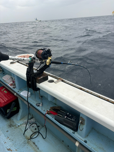 キハダマグロの釣果