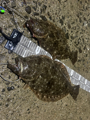 ヒラメの釣果