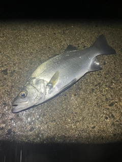 ヒラスズキの釣果