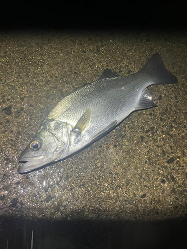 ヒラスズキの釣果