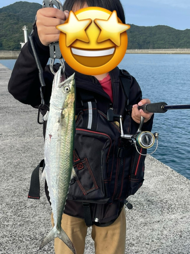 サゴシの釣果