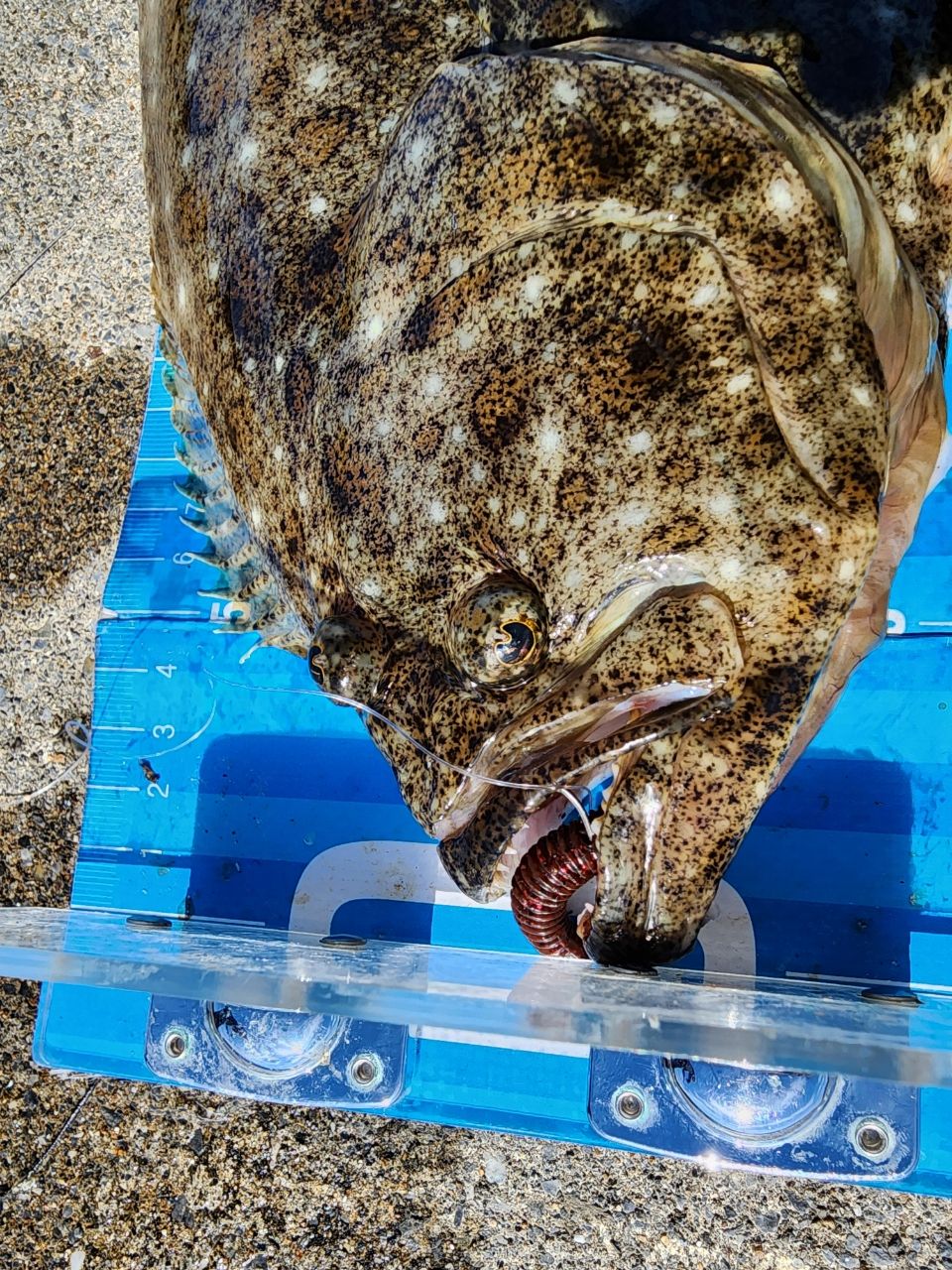 ヒラメ