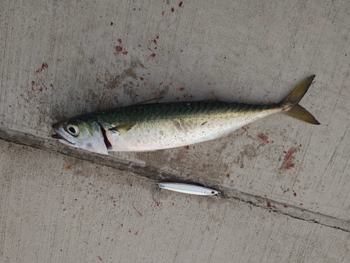 サバの釣果