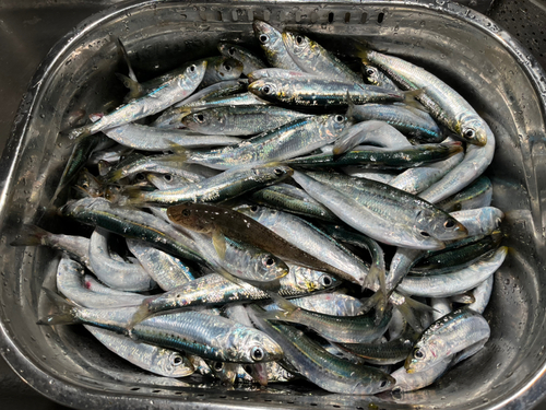 イワシの釣果