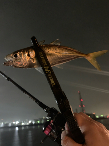 マアジの釣果