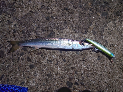 カマスの釣果