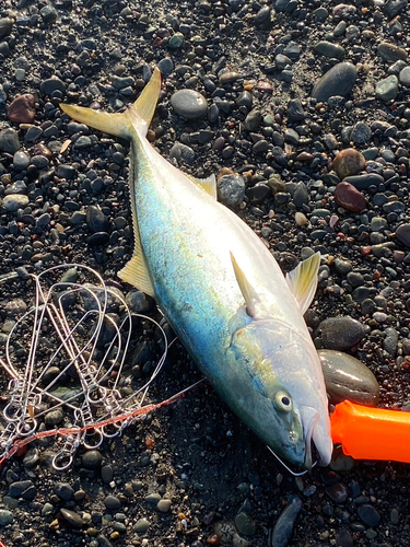 イナダの釣果