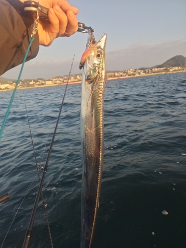 タチウオの釣果