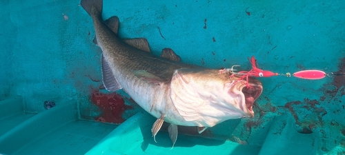 マダラの釣果