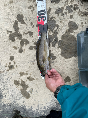 スモールマウスバスの釣果