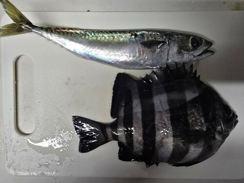 イシダイの釣果