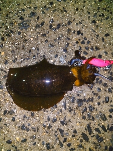 アオリイカの釣果