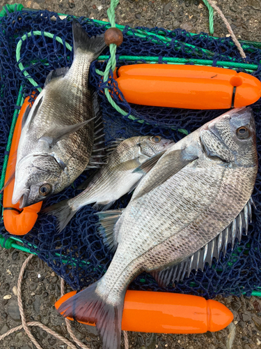 クロダイの釣果