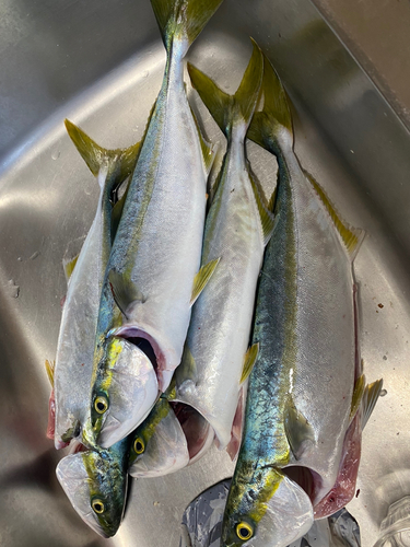 イナダの釣果