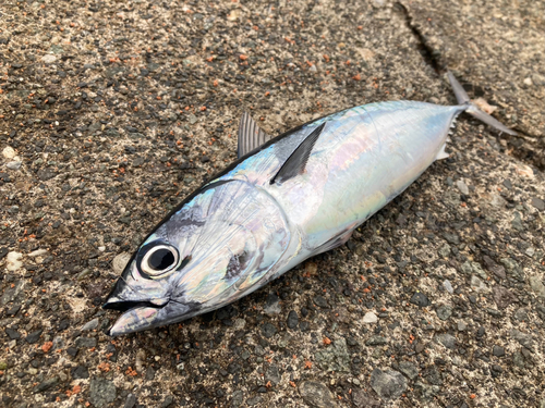 マルソウダの釣果