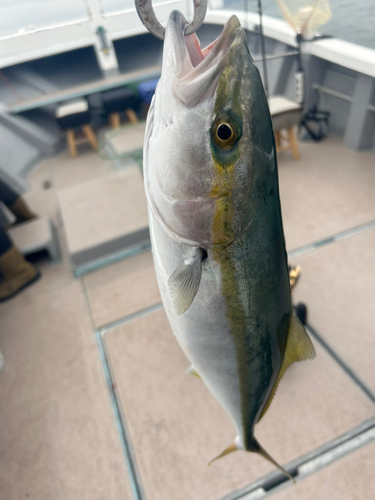 ハマチの釣果