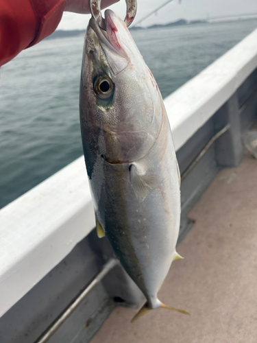 ハマチの釣果