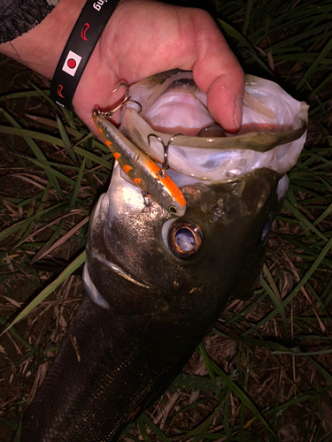 シーバスの釣果