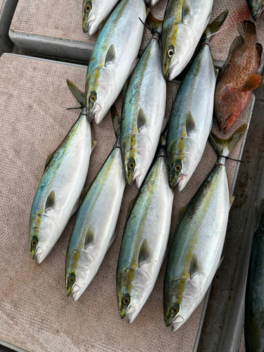 ハマチの釣果