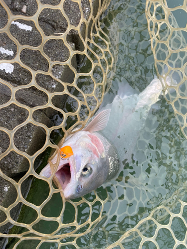 レインボートラウトの釣果