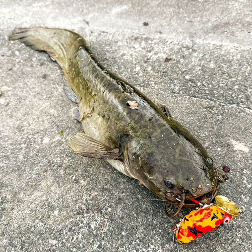 ナマズの釣果