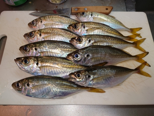 アジの釣果