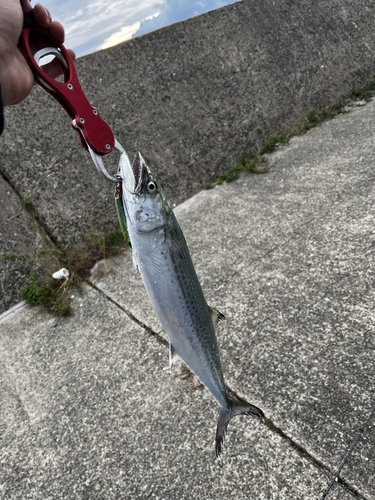 サゴシの釣果