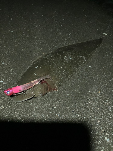 シタビラメの釣果