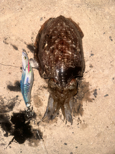 コウイカの釣果