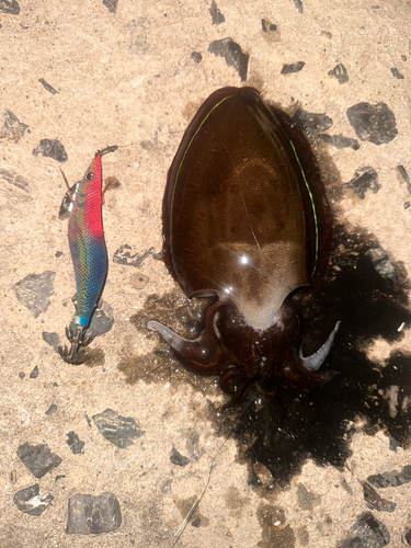 コウイカの釣果