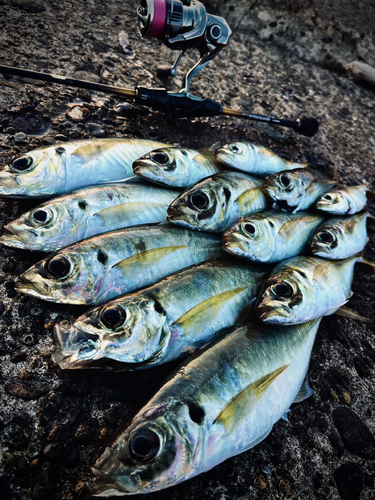 アジの釣果