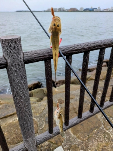 マハゼの釣果