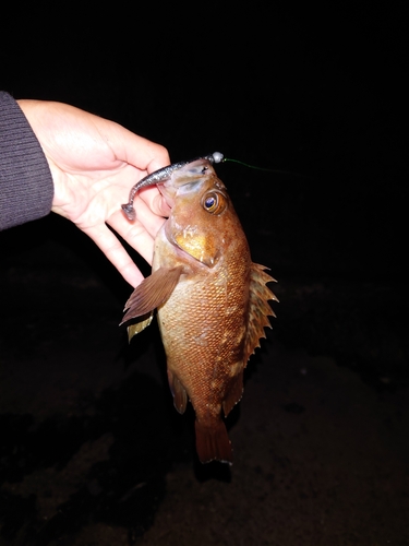 エゾメバルの釣果